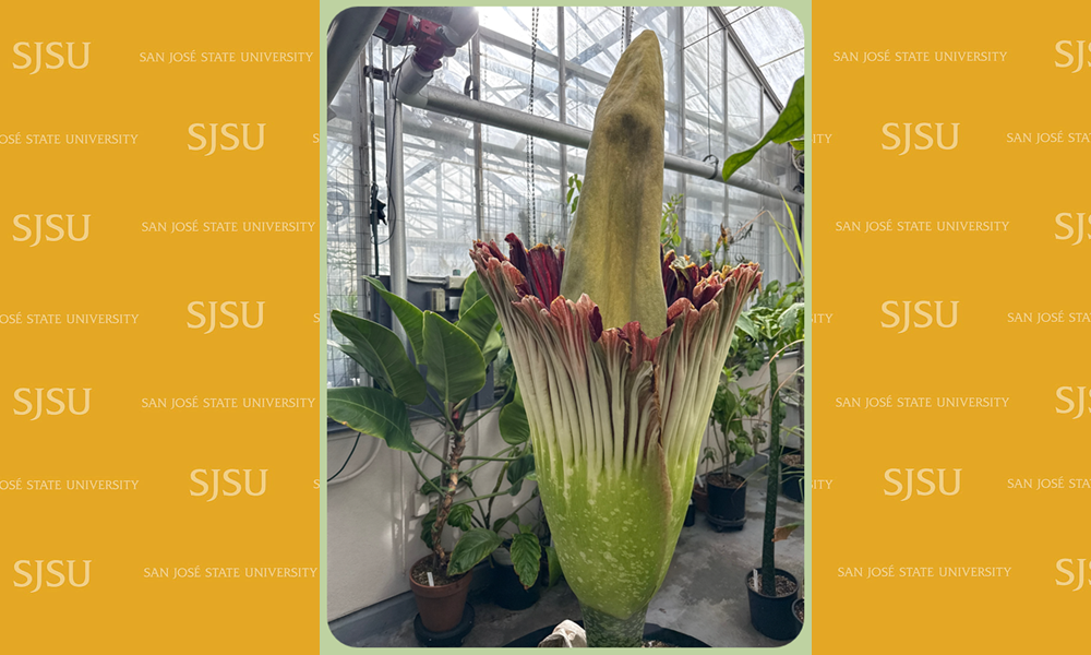 SJSU corpse flower bloom 2025